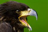 Image. Weißkopf-Seeadler