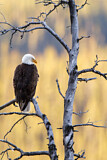 Image. Weißkopf-Seeadler