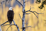 Image. Weißkopf-Seeadler