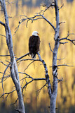 Image. Weißkopf-Seeadler