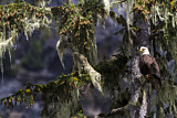 Image. Weißkopf-Seeadler