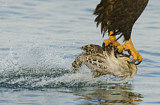 Image. Weißkopf-Seeadler