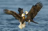 Image. Weißkopf-Seeadler
