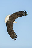 Image. Weißkopf-Seeadler