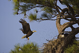 Image. Weißkopf-Seeadler