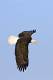 Image. Weißkopf-Seeadler