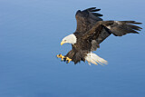 Image. Weißkopf-Seeadler