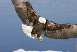 Image. Weißkopf-Seeadler