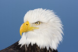 Image. Weißkopf-Seeadler
