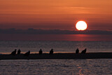 Image. Weißkopf-Seeadler