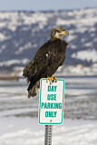 Image. Weißkopf-Seeadler