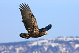 Image. Weißkopf-Seeadler