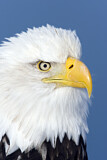 Image. Weißkopf-Seeadler