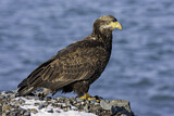 Image. Weißkopf-Seeadler