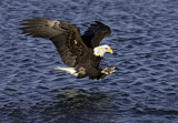 Image. Weißkopf-Seeadler