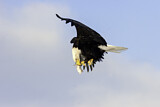 Image. Weißkopf-Seeadler