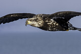 Image. Weißkopf-Seeadler