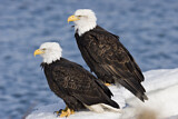 Image. Weißkopf-Seeadler