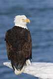 Image. Weißkopf-Seeadler