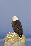 Image. Weißkopf-Seeadler