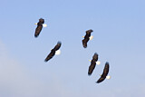 Image. Weißkopf-Seeadler