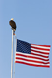Image. Weißkopf-Seeadler