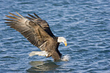 Image. Weißkopf-Seeadler