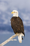 Image. Weißkopf-Seeadler