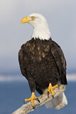 Image. Weißkopf-Seeadler
