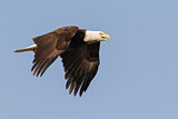 Image. Weißkopf-Seeadler
