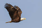 Image. Weißkopf-Seeadler