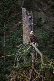 Image. Weißkopf-Seeadler