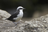 Image. Weißkopf-Wasseramsel