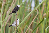Image. Weißkopf-Wassertyrann