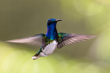 Image. Weißnackenkolibri
