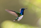 Image. Weißnackenkolibri