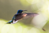 Image. Weißnackenkolibri