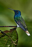 Image. Weißnackenkolibri