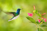 Image. Weißnackenkolibri