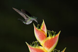 Image. Weißnackenkolibri