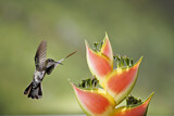 Image. Weißnackenkolibri