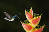 Image. Weißnackenkolibri