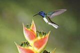 Image. Weißnackenkolibri