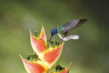 Image. Weißnackenkolibri