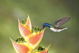 Image. Weißnackenkolibri