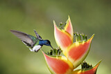 Image. Weißnackenkolibri