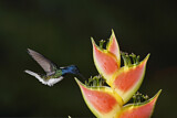 Image. Weißnackenkolibri