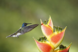 Image. Weißnackenkolibri