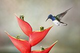Image. Weißnackenkolibri