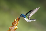 Image. Weißnackenkolibri